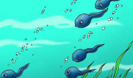 蝌蚪视频网,揭秘网络短视频的魅力与奥秘